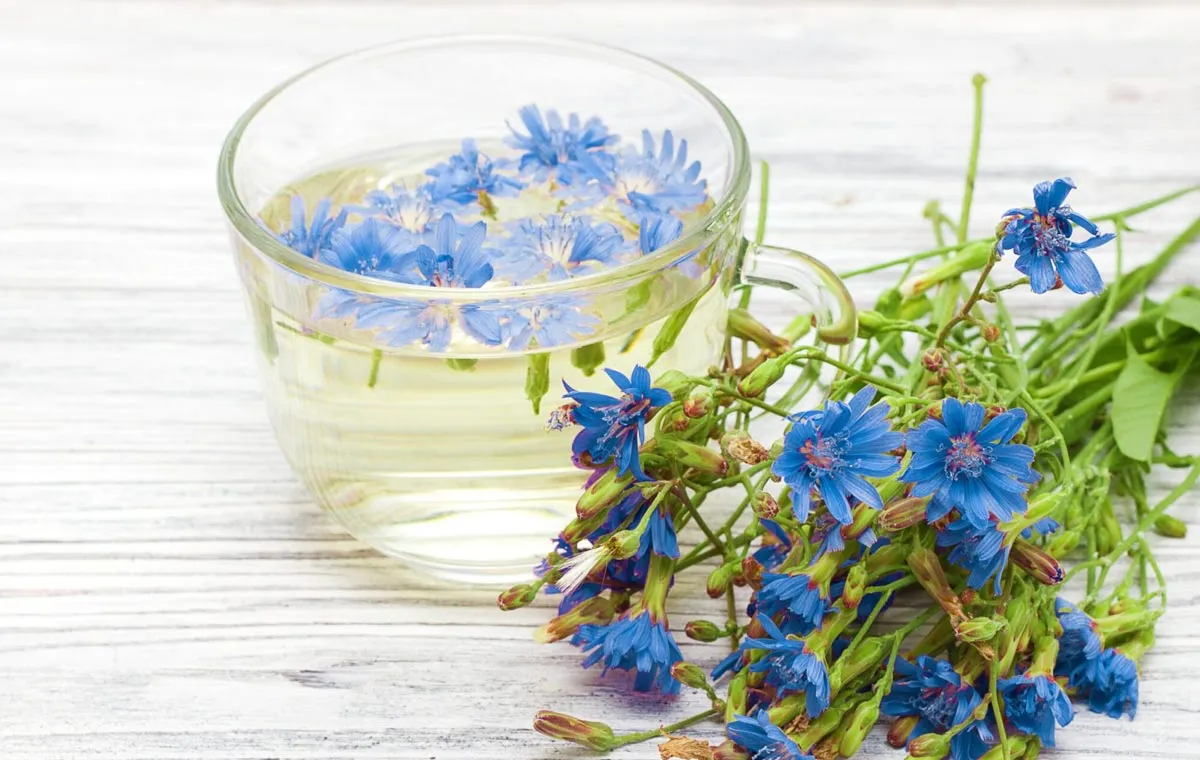 Chicory Distillate